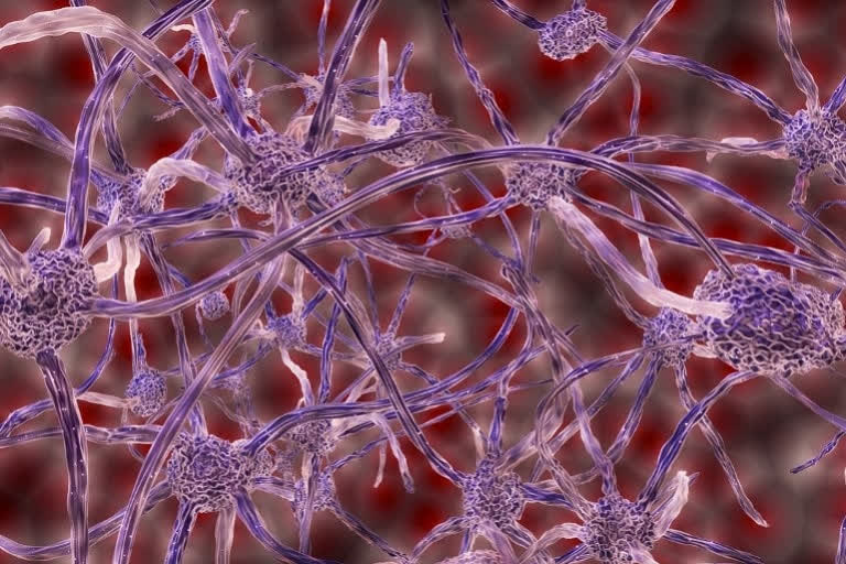 How oxytocin drives connections of newly integrated adult-born neurons: Research
