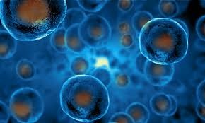 What is a stem cell transplant?