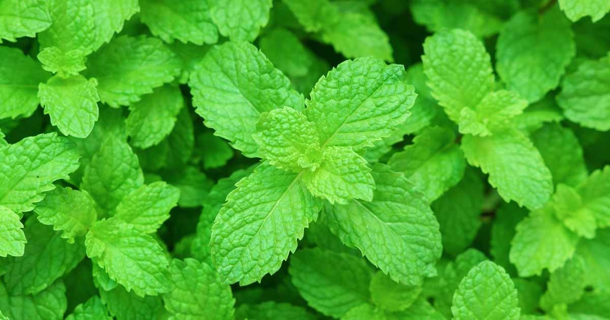 Here’s what a 100-gram serving of peppermint leaves contains