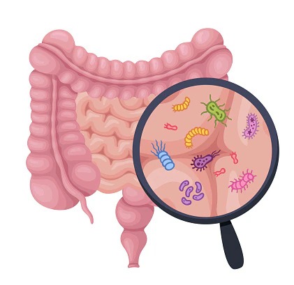 Viruses living in human gut play a quiet role in stress management, finds study